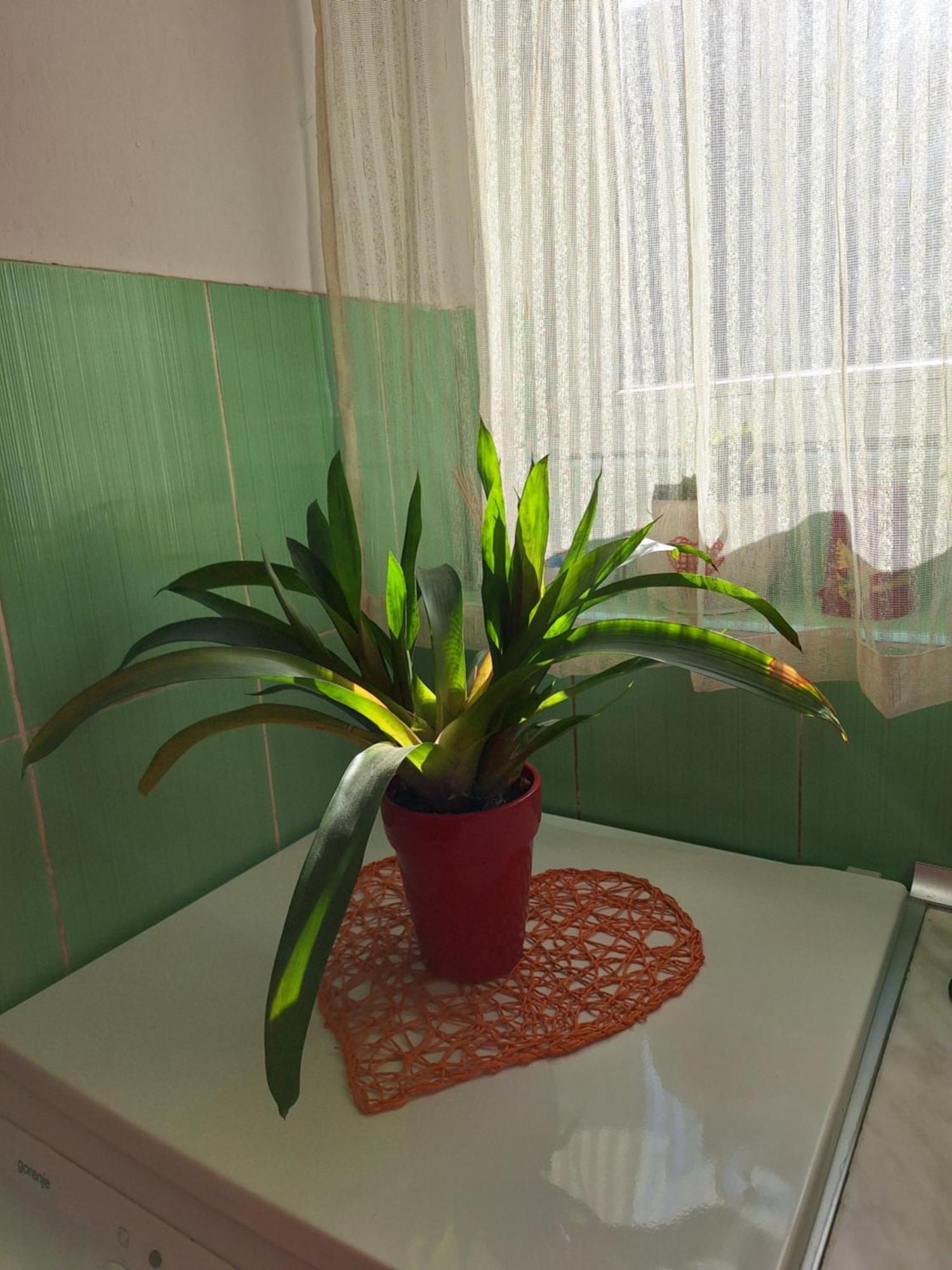 Apartmán Apartman Maja Bělehrad Exteriér fotografie